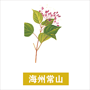 中草药材植物插图素材