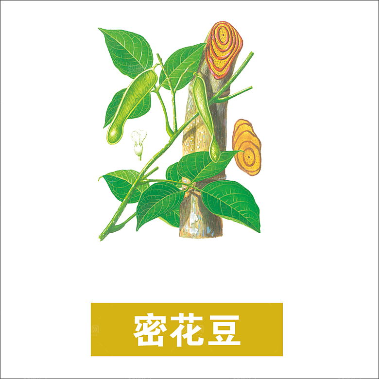 中草药材植物插图素材