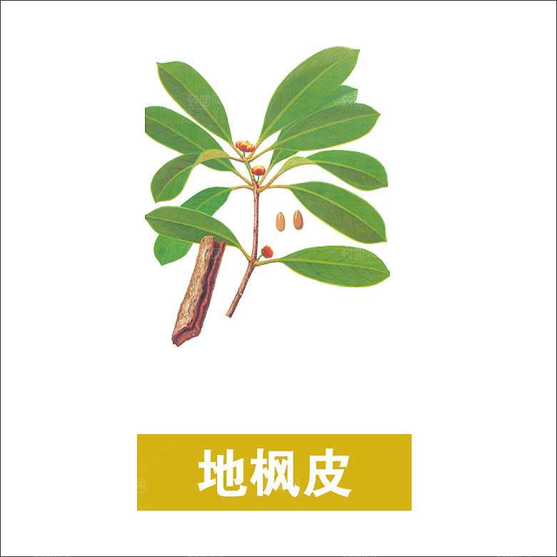 中草药材植物插图素材