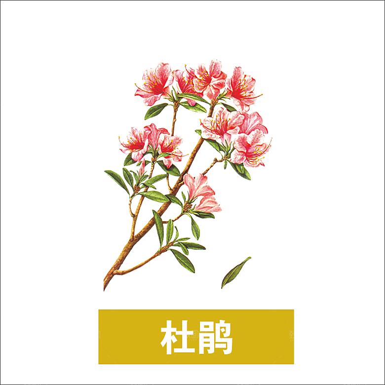 中草药材植物插图素材
