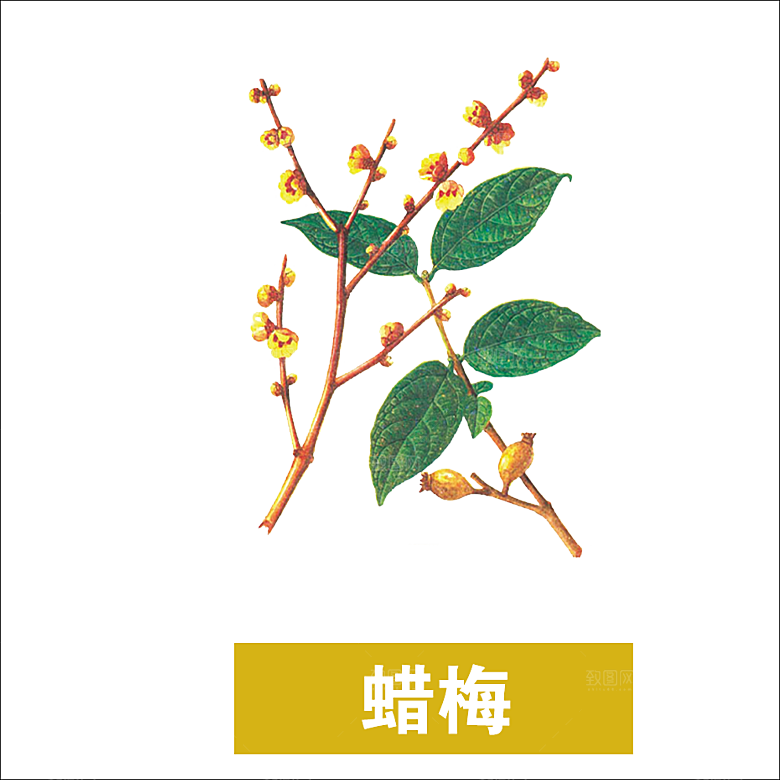 中草药材植物插图素材