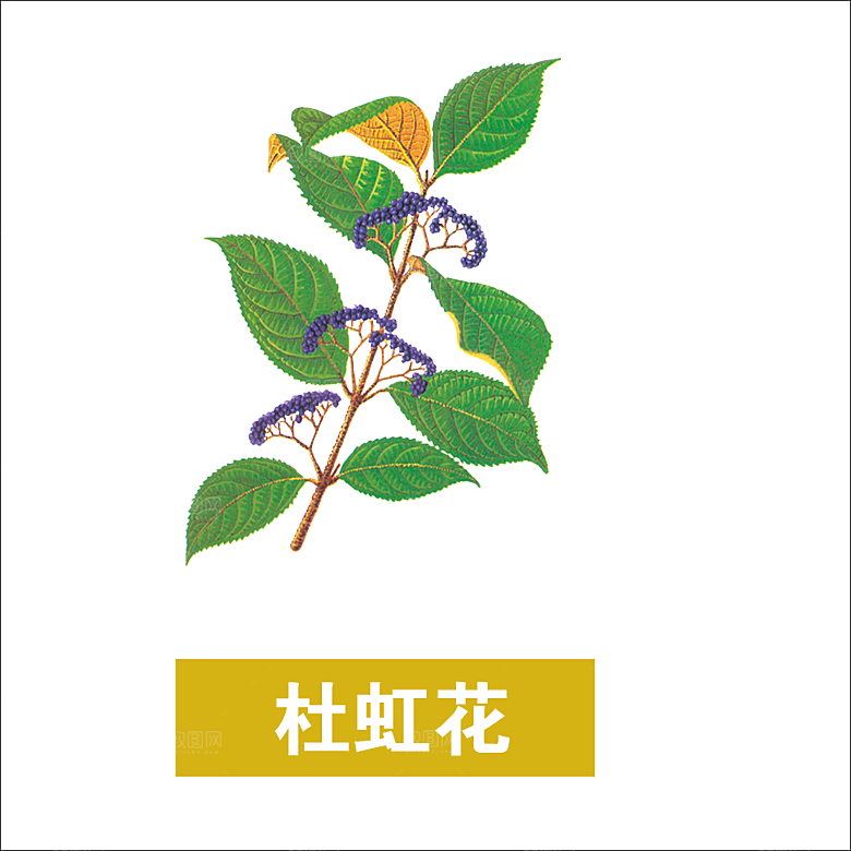 中草药材植物插图素材