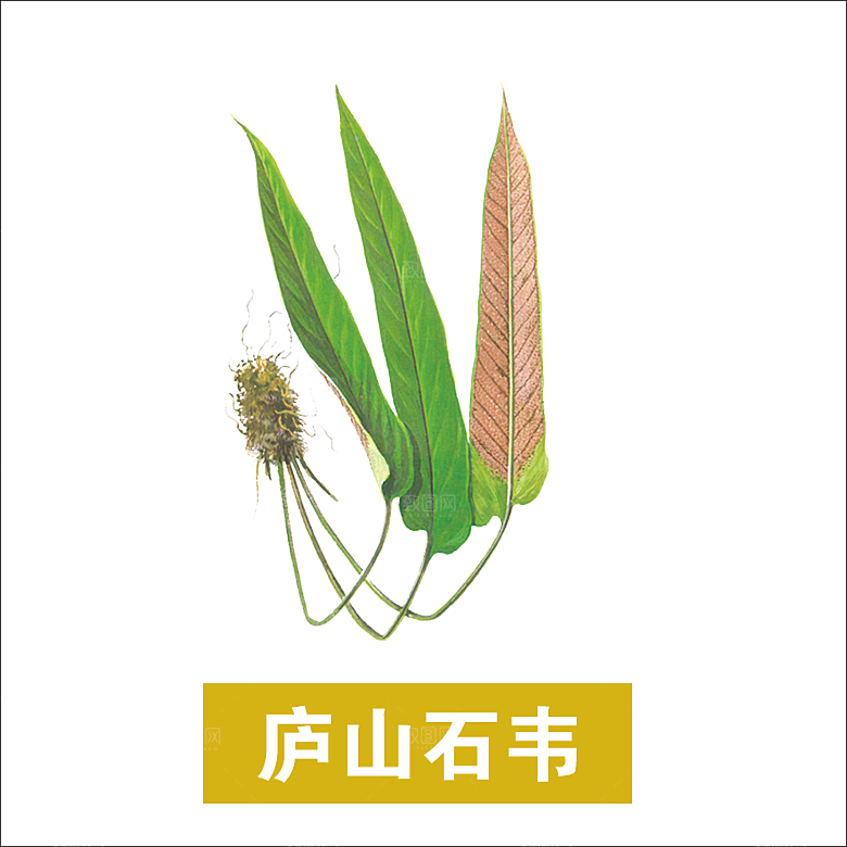 中草药材植物插图素材