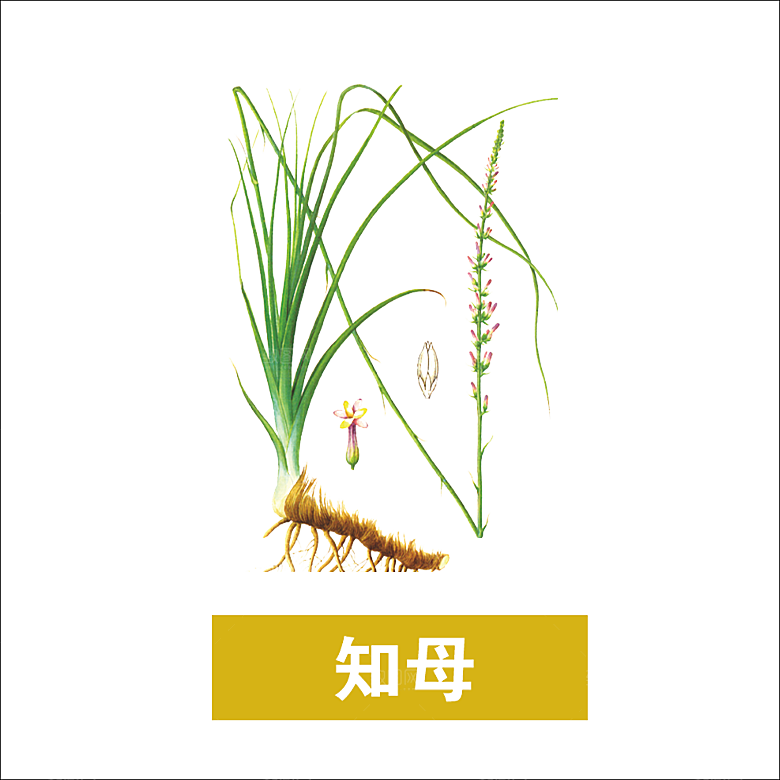 中草药材植物插图素材