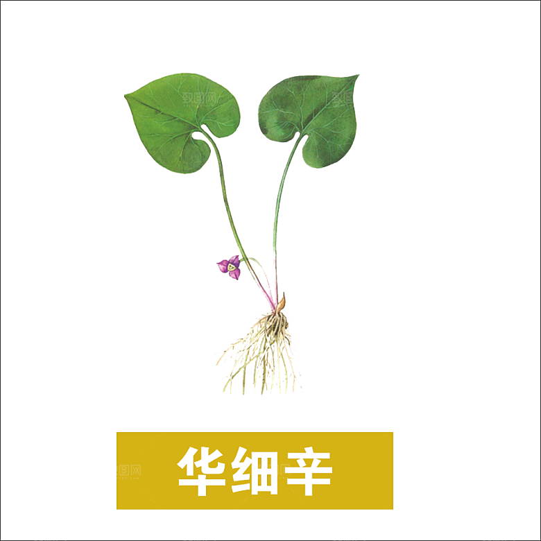 中草药材植物插图素材