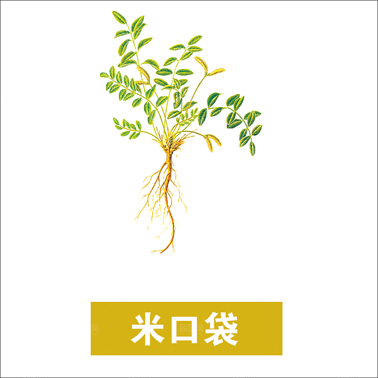 中草药材植物插图素材