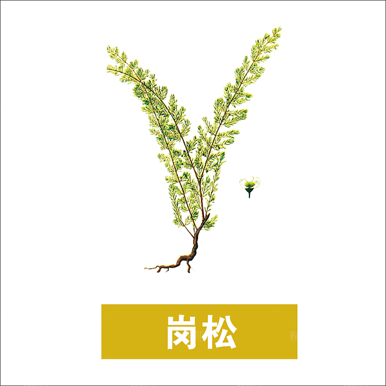 中草药材植物插图素材元素