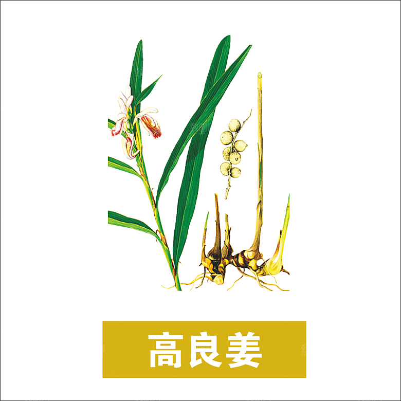 中草药材植物插图素材元素