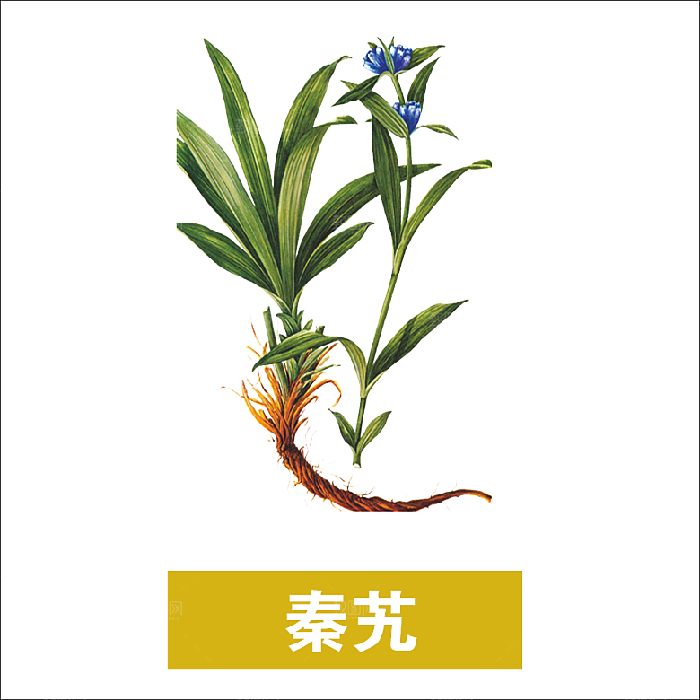 中草药材植物插图素材元素