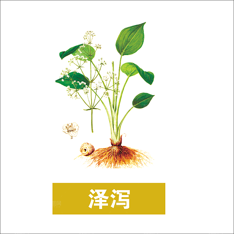 中草药材植物插图素材元素