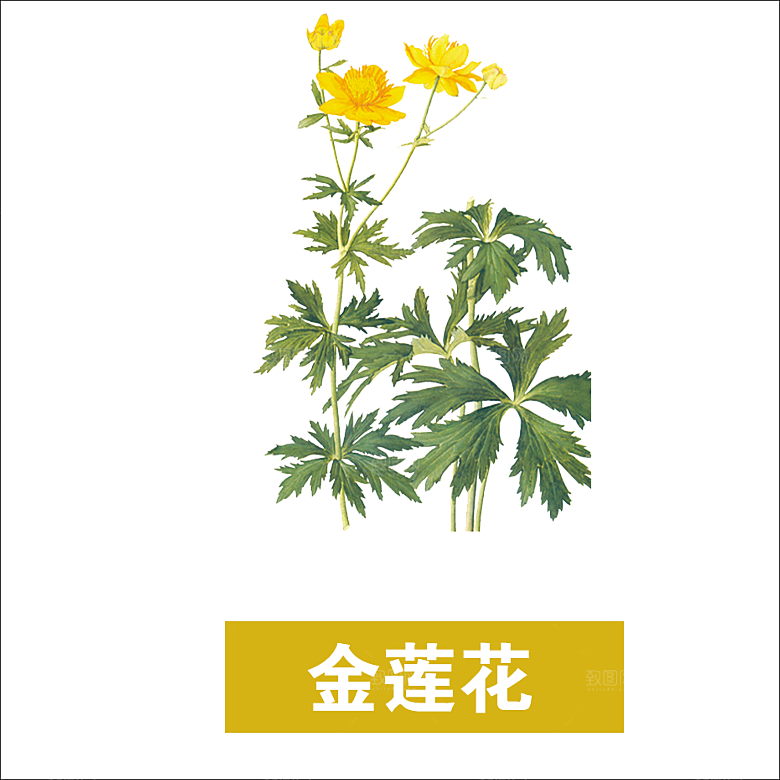 中草药材植物插图素材元素