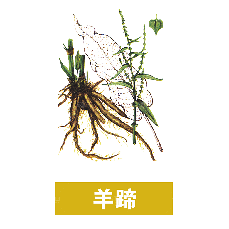 中草药材植物插图素材元素