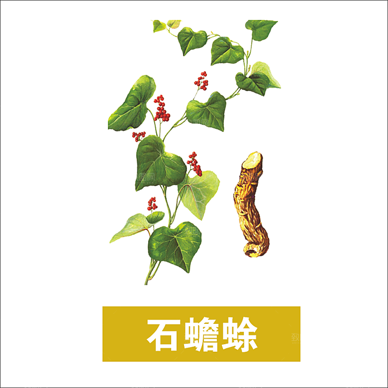 中草药材植物插图素材元素