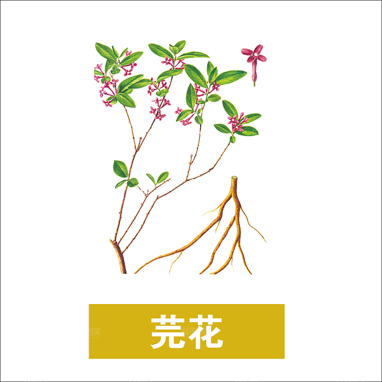 中草药材植物插图素材元素