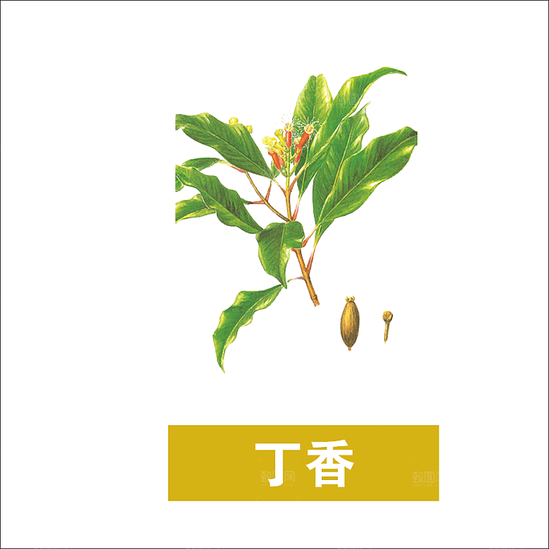 中草药材植物插图素材元素