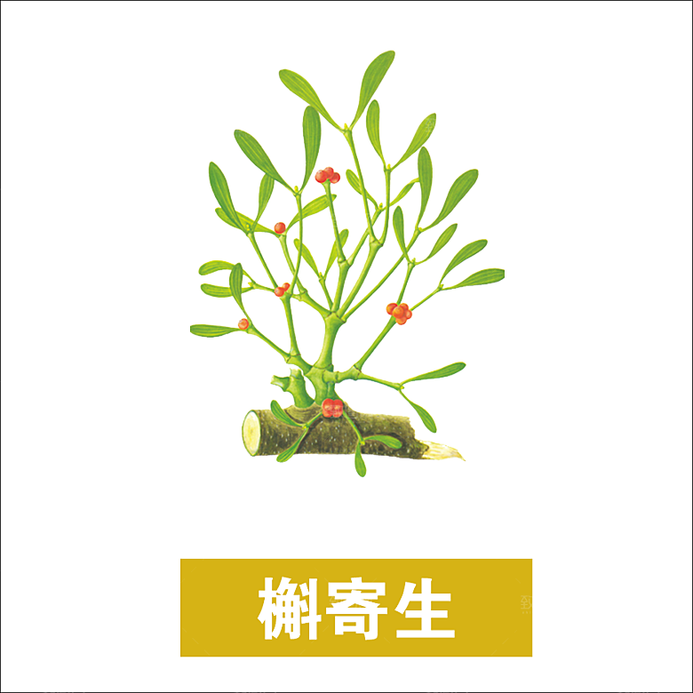 中草药材植物插图素材元素