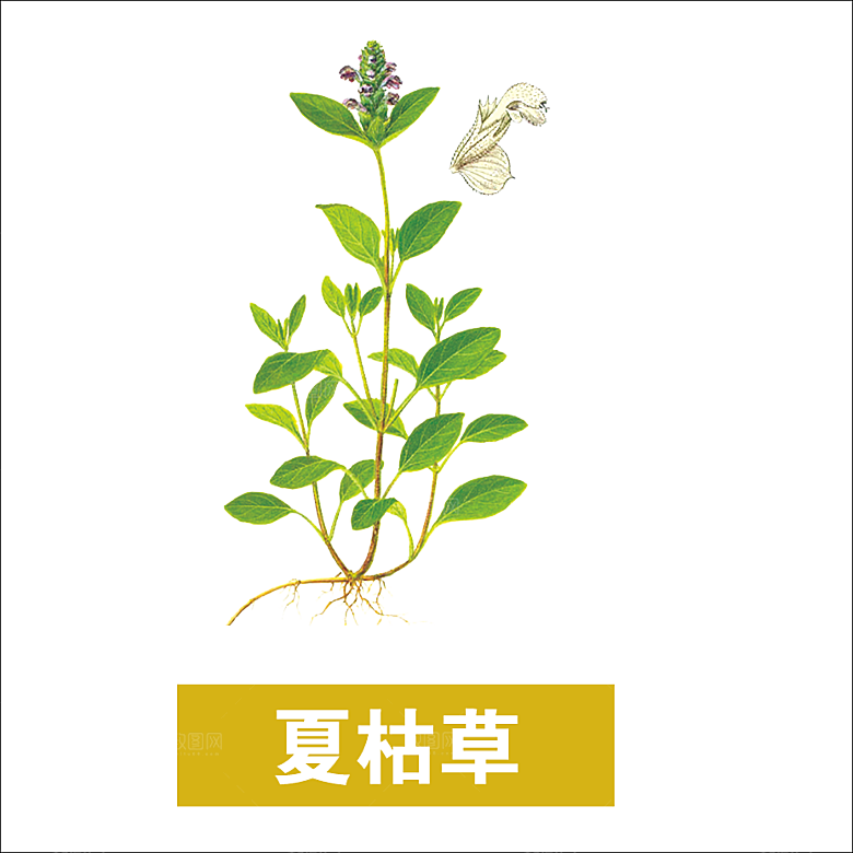 中草药材植物插图素材元素