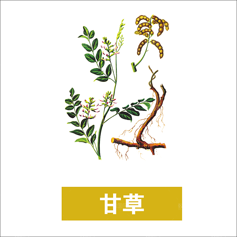 中草药材植物插图素材元素