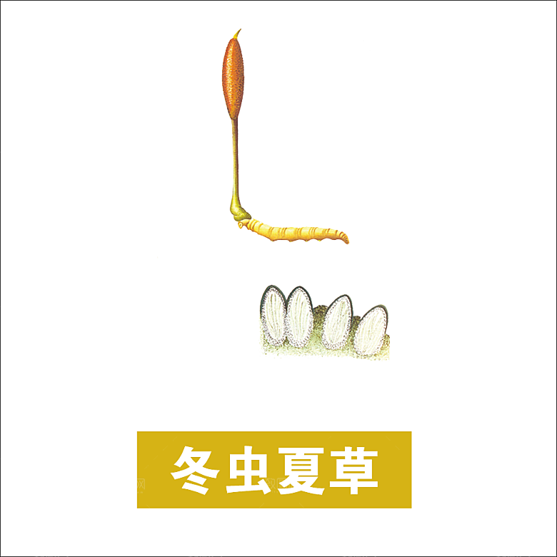 中草药材植物插图素材元素