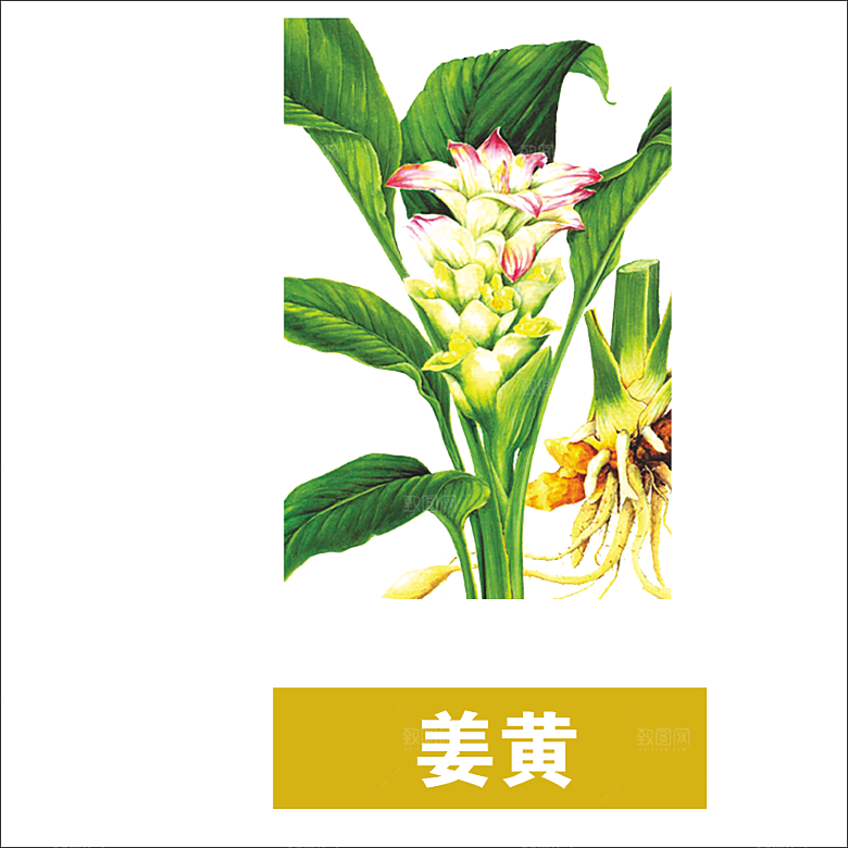 中草药材植物插图素材元素