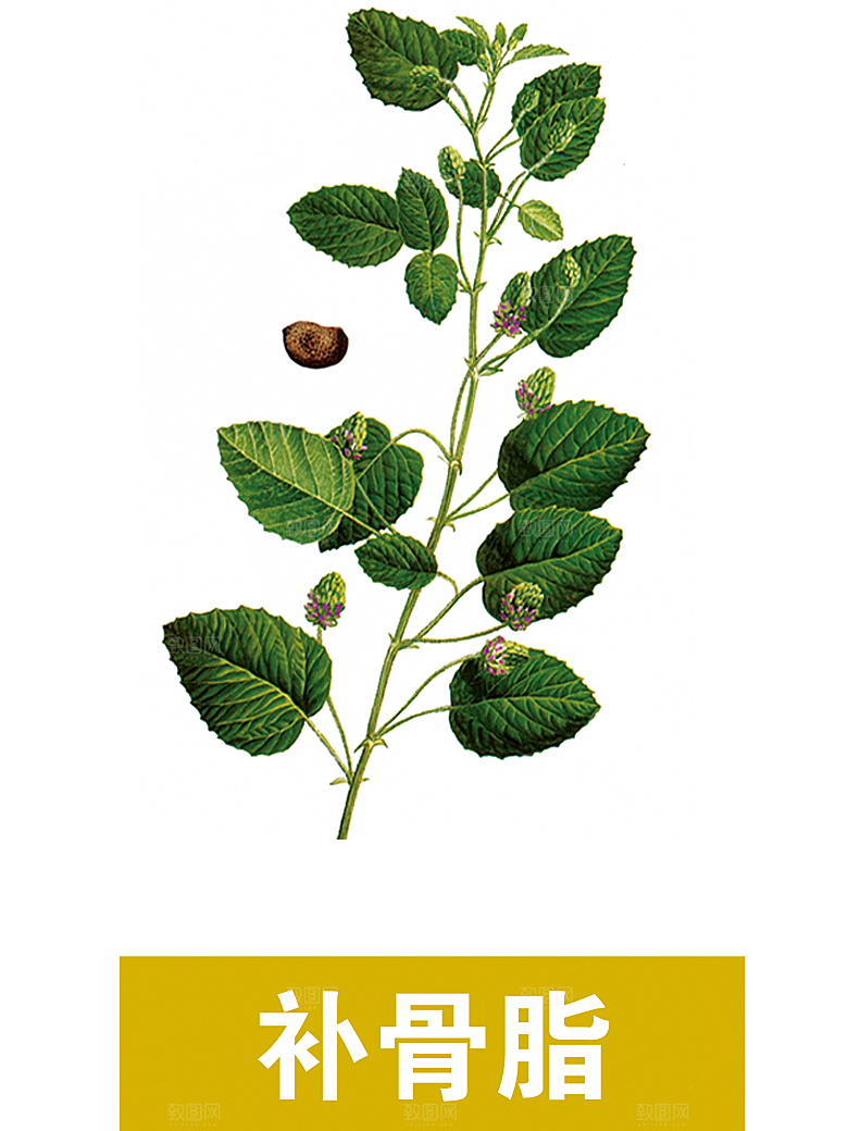 中草药材植物插图素材元素