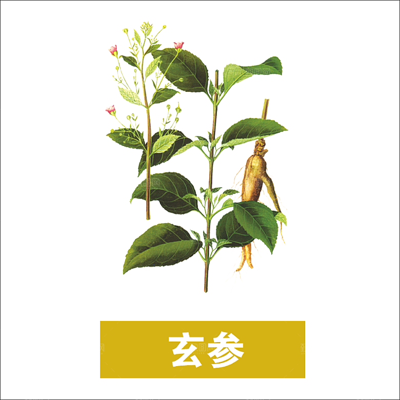 中草药材植物插图素材元素