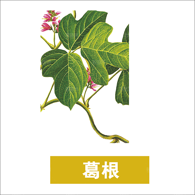 中草药材植物插图素材元素