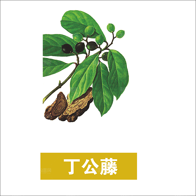 中草药材植物插图素材