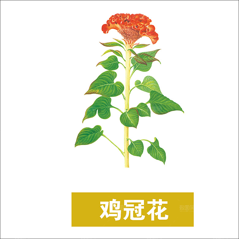 中草药材植物插图素材