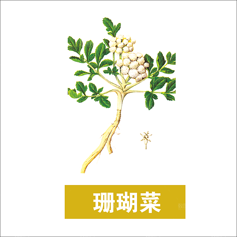 中草药材植物插图素材