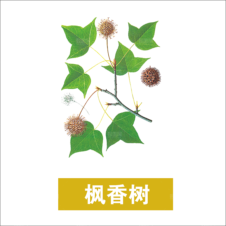 中草药材植物插图素材
