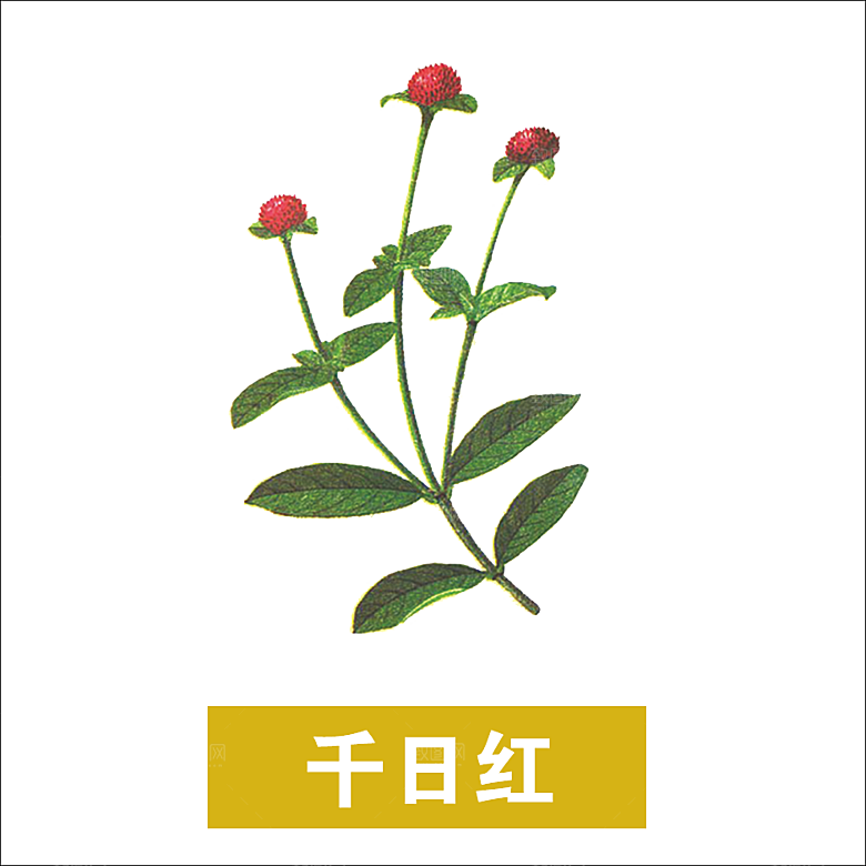 中草药材植物插图素材