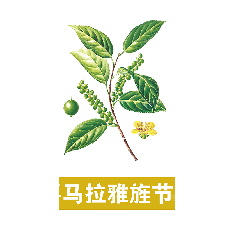 中草药材植物插图素材