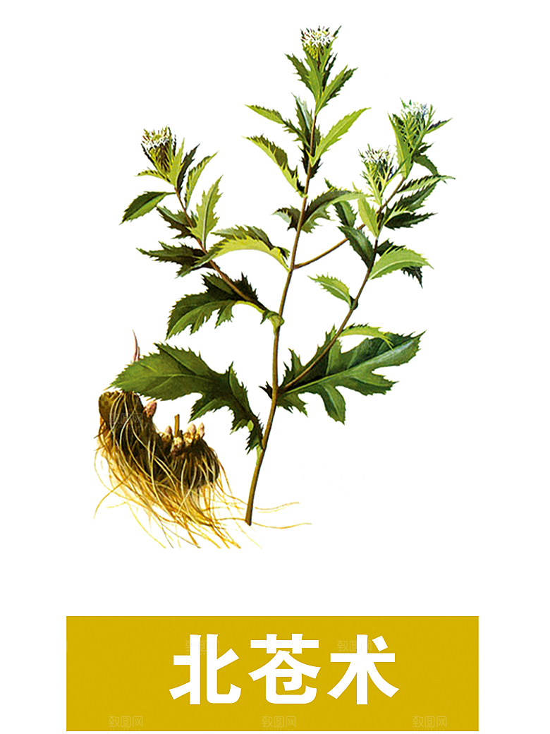 中草药材植物插图素材