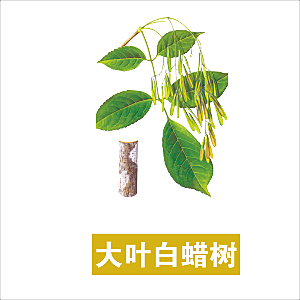 中草药材植物插图素材