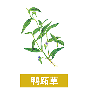 中草药材植物插图素材