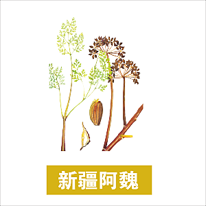 中草药材植物插图素材