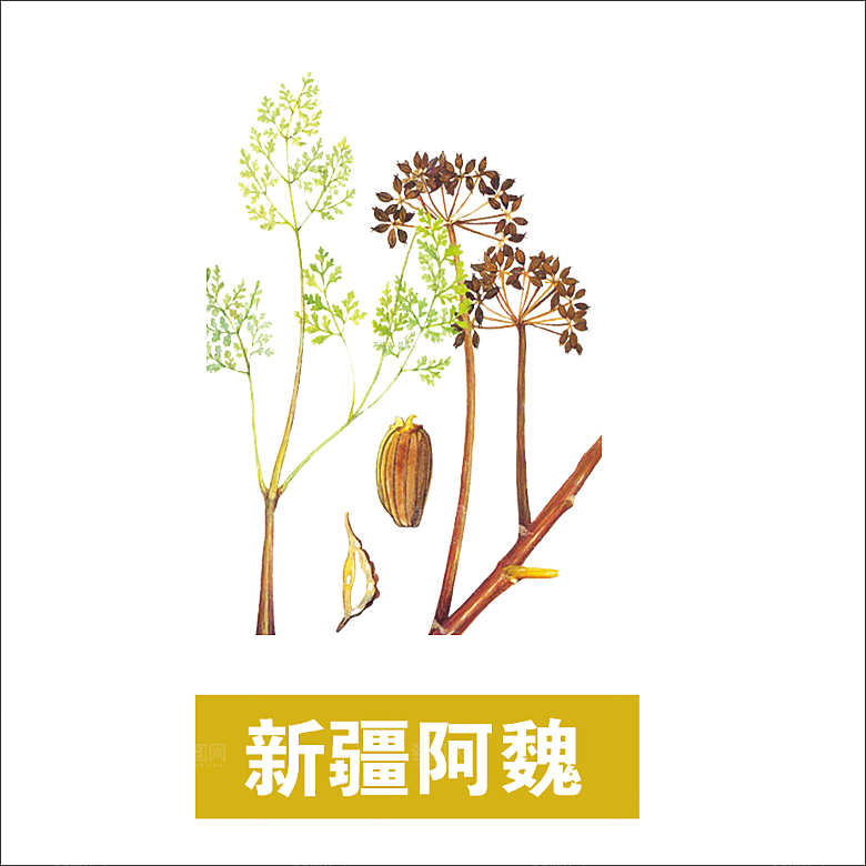 中草药材植物插图素材