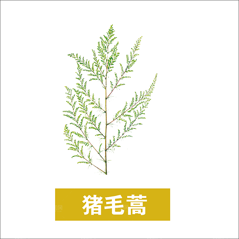 中草药材植物插图素材