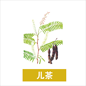 中草药材植物插图素材