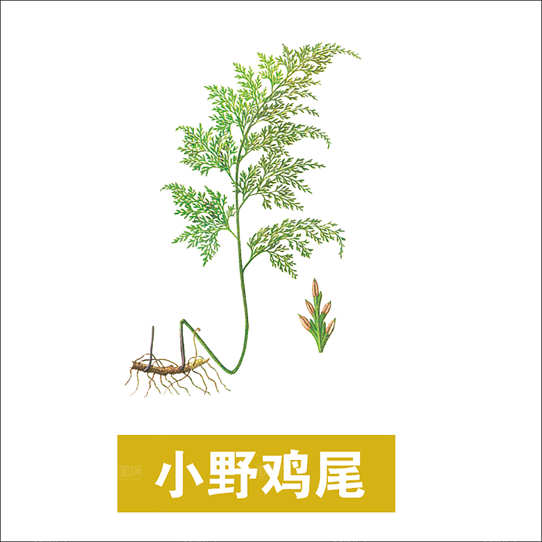 中草药材植物插图素材