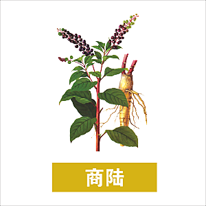 中草药材植物插图素材