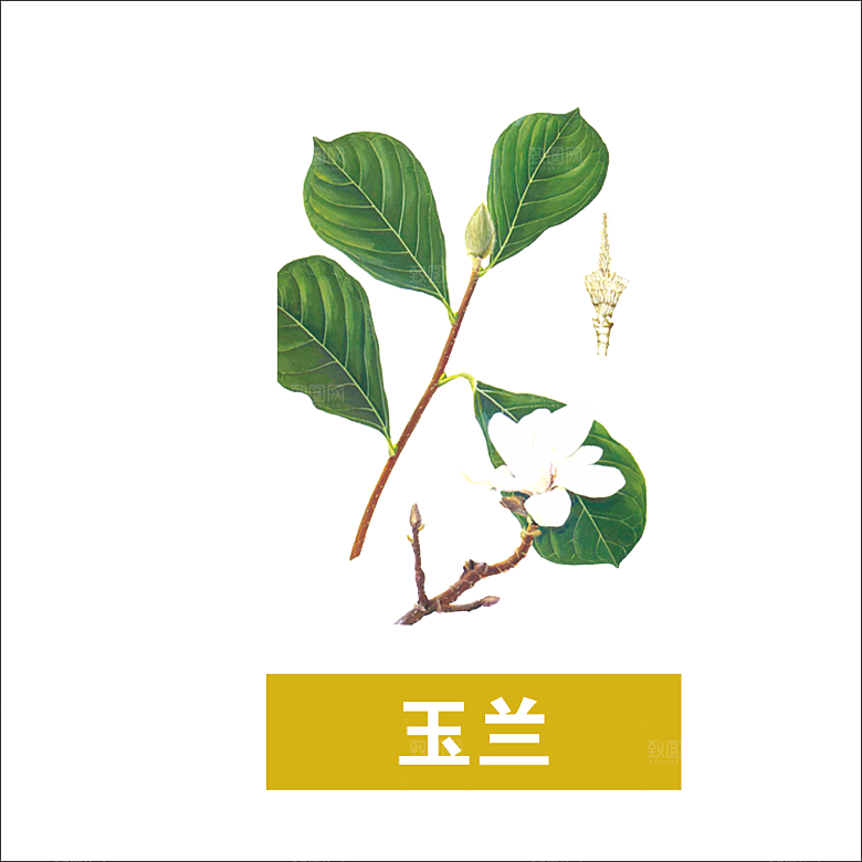 中草药材植物插图素材
