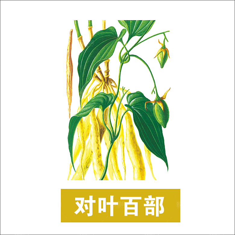 中草药材植物插图素材