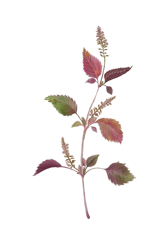 中草药材植物插图素材