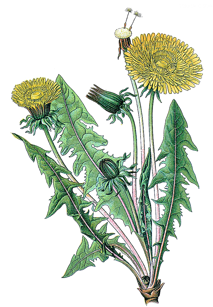 中草药材植物插图素材元素