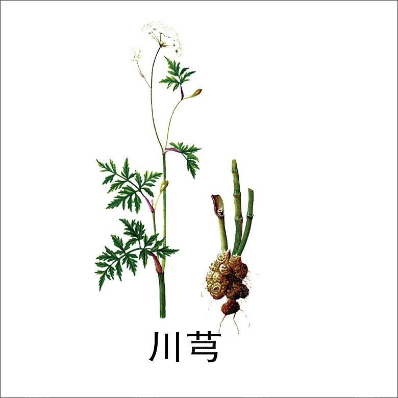中草药材植物插图素材元素