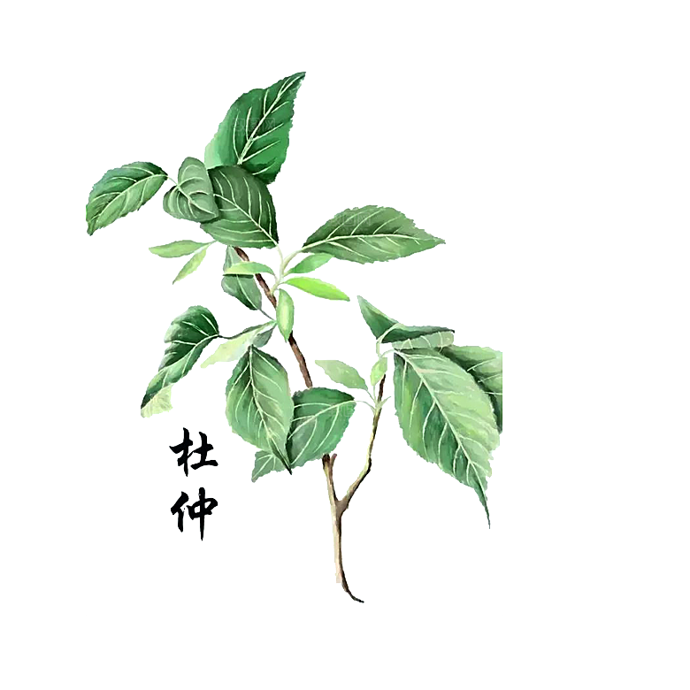 中草药材植物插图素材元素