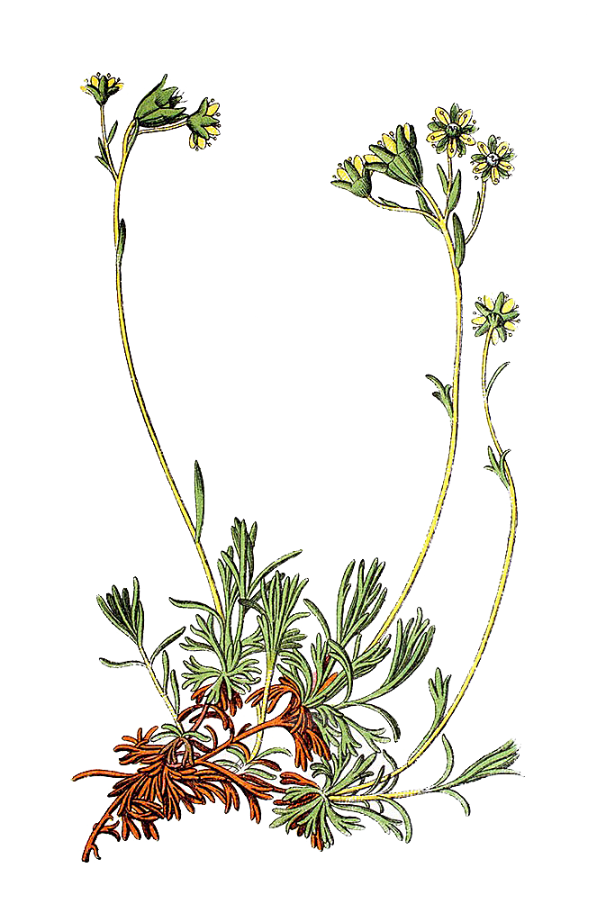 中草药材植物插图素材元素