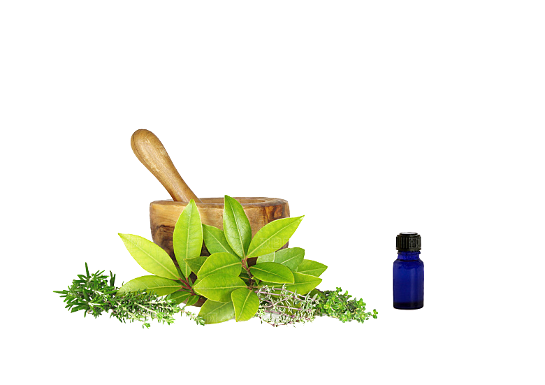 中草药材植物插图素材元素
